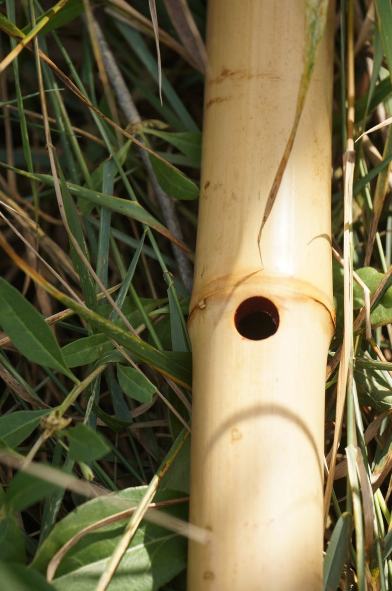 Shakuhachi Zen Flute Key E 49 Cm Myoan School Utaguchi. Etsy