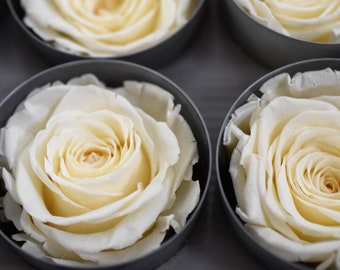 Preserved Rose head, Eternal Rose, Perfect as DIY Floral Arrangement, Wedding Rose, Rose Gift, Home Decor, Box of 6 large rose