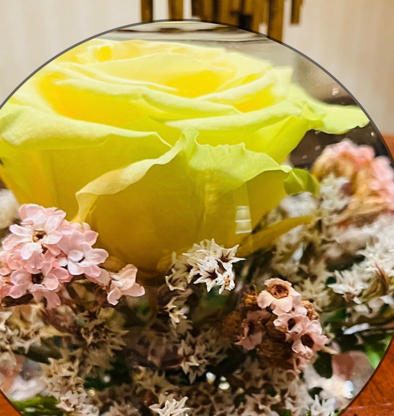 PRESERVED IMMORTAL ROSE Forever Flower Infinity Eternal Etsy