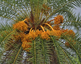 date palm seeds etsy date palm seeds etsy