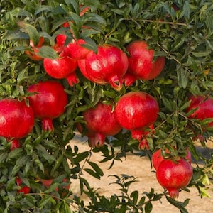 Pomegranate (Punica granatum) - 50 / 200 seeds + Gift