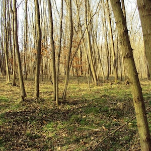 May include: A dense woodland with tall, bare trees in winter. The trees are mostly brown and grey, with some green leaves on the ground. Sunlight is filtering through the trees, creating a dappled effect on the forest floor.