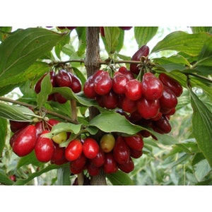 Puede incluir: Primer plano de una rama de árbol con muchas bayas rojas. Las bayas están agrupadas y son de color rojo intenso. Las hojas del árbol son verdes y están en el fondo.