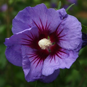 Hibiscus syriacus MIX 100 / 300 / 1000 seeds Gift image 2