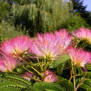 Mimosa / PERSIAN SILK TREE (Albizia Julibrissin) - 120 / 300 / 1000 seeds + Gift