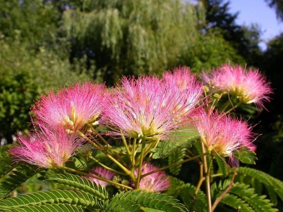Mimosa Persian Silk Tree Albizia Julibrissin 1 300 Etsy Mimosa Persian Silk Tree Albizia Julibrissin 1 300 Etsy