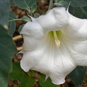 Devil&#39;s Trumpet ( Datura inoxia ) - 200 / 500 / 1000 seeds + Gift
