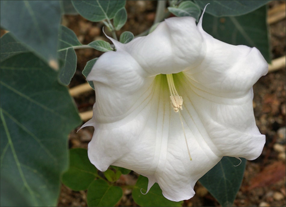 Datura plant - Etsy 日本