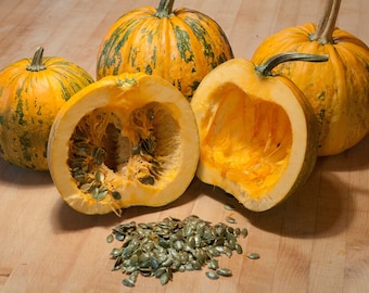 Ölkürbis (steirischer Ölkürbis) - 50 / 200 / 500 KERN - Ohne Schale + Geschenk