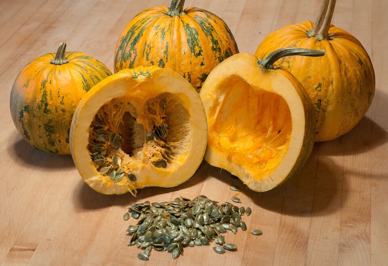 Oil Pumpkin styrian Oil Pumpkin 50 / 200 / 500 SEEDS Etsy UK