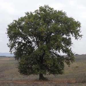 Pubescent oak / Downy oak (Quercus pubescens) - 10 / 25 seeds + Gift