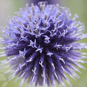 Può includere: Primo piano di un fiore di cardo globo viola con petali spinosi.