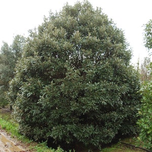 Evergreen Holly Holm oak QUERCUS ILEX 10 / 25 / 60 seeds Gift image 2