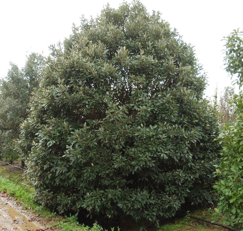 Evergreen Holly Holm oak QUERCUS ILEX 10 / 25 / 60 seeds Gift image 2