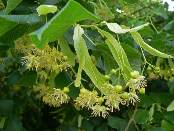 Lime tree Linden tree Tilia platyphyllos 200 / 500 / 1200 | Etsy