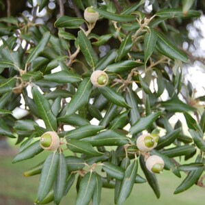 Evergreen Holly Holm oak QUERCUS ILEX 10 / 25 / 60 seeds Gift image 3