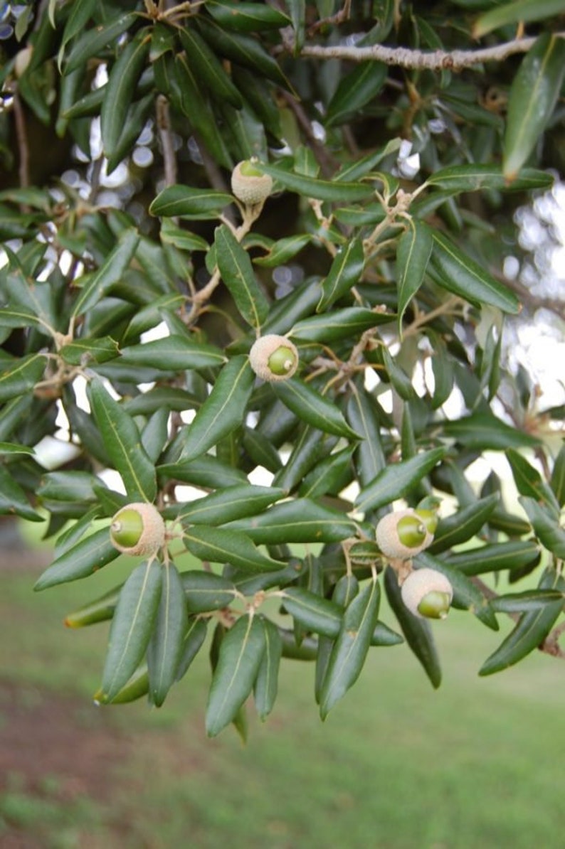 Evergreen Holly Holm oak QUERCUS ILEX 10 / 25 / 60 seeds Gift image 3