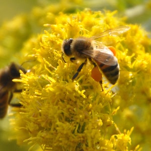 Goldenrod,bee grass(solidago gigantea) -3 gram / 10 gram / 25 gram ≈(3000/10000/250000 seeds)+Gift