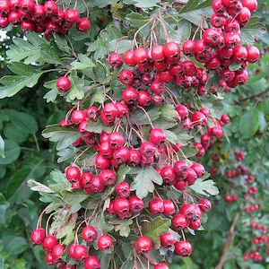 ENGLISH HAWTHORN (Crataegus Laevigata ) - 100 / 250 / 600 seeds + Gift