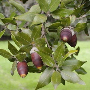 Evergreen Holly Holm oak (QUERCUS ILEX) - 10 / 25 / 60 seeds + Gift