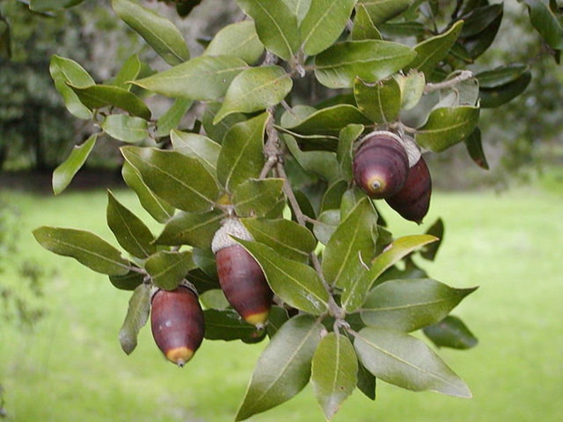 Evergreen Holly Holm oak QUERCUS ILEX 10 / 25 / 60 seeds Gift image 1