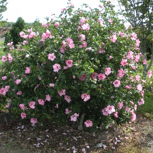 Hibiscus syriacus MIX 100 / 300 / 1000 seeds Gift image 4