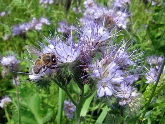 Graines de Phacelia tanacetifolia - Phacélie à feuilles de Tanaisie