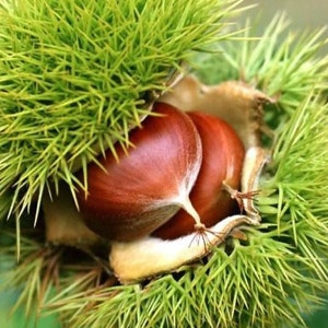 Sweet chestnut tree (Castanea sativa) - 10 / 25 / 60 seeds + Gift