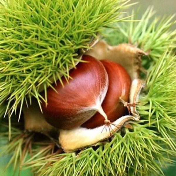 Sweet Chestnut Tree Castanea Sativa 10 25 60 Seeds Etsy Sweet Chestnut Tree Castanea Sativa 10 25 60 Seeds Etsy