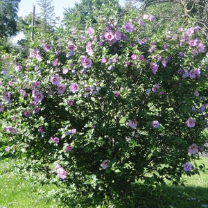 Hibiscus syriacus MIX 100 / 300 / 1000 seeds Gift image 1