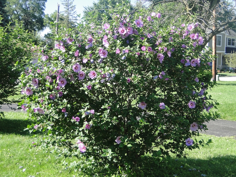 Hibiscus syriacus MIX 100 / 300 / 1000 seeds Gift image 1