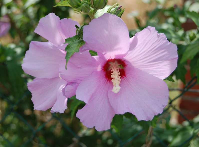 Hibiscus syriacus MIX 100 / 300 / 1000 seeds Gift image 3