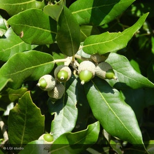 Evergreen Holly Holm oak QUERCUS ILEX 10 / 25 / 60 seeds Gift image 4