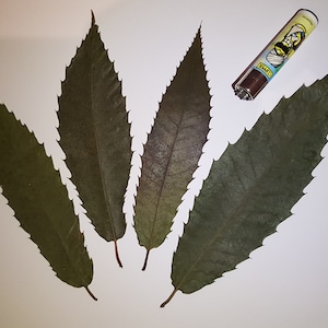 May include: Five dried leaves with serrated edges, arranged in a star shape on a white background. A brown and yellow lighter with a cartoon character is visible in the top right corner.