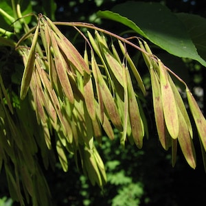 European ash (Fraxinus excelsior) - 100 / 300 / 1000 Seeds + Gift
