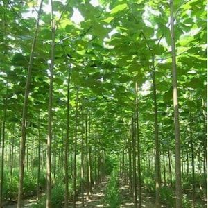 Paulownia elongata arbre à croissance rapide 1 500 / 3 000 / 5 000 / 10 000 graines cadeau image 1