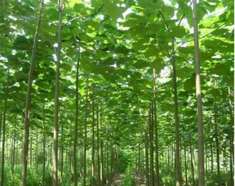 Paulownia elongata  ( Fast Growing Tree) -  1500 / 3000 / 5000 / 10000 Seeds + Gift