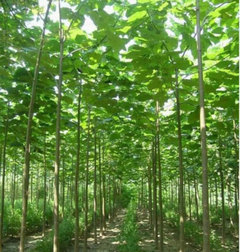 Paulownia elongata arbre à croissance rapide 1 500 / 3 000 / 5 000 / 10 000 graines cadeau image 1
