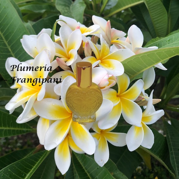 Frangipani Type Body Oil - Women's Favorite Flower - Plumeria Scented Oil- Perfumed Oil - -Alcohol Free All Natural