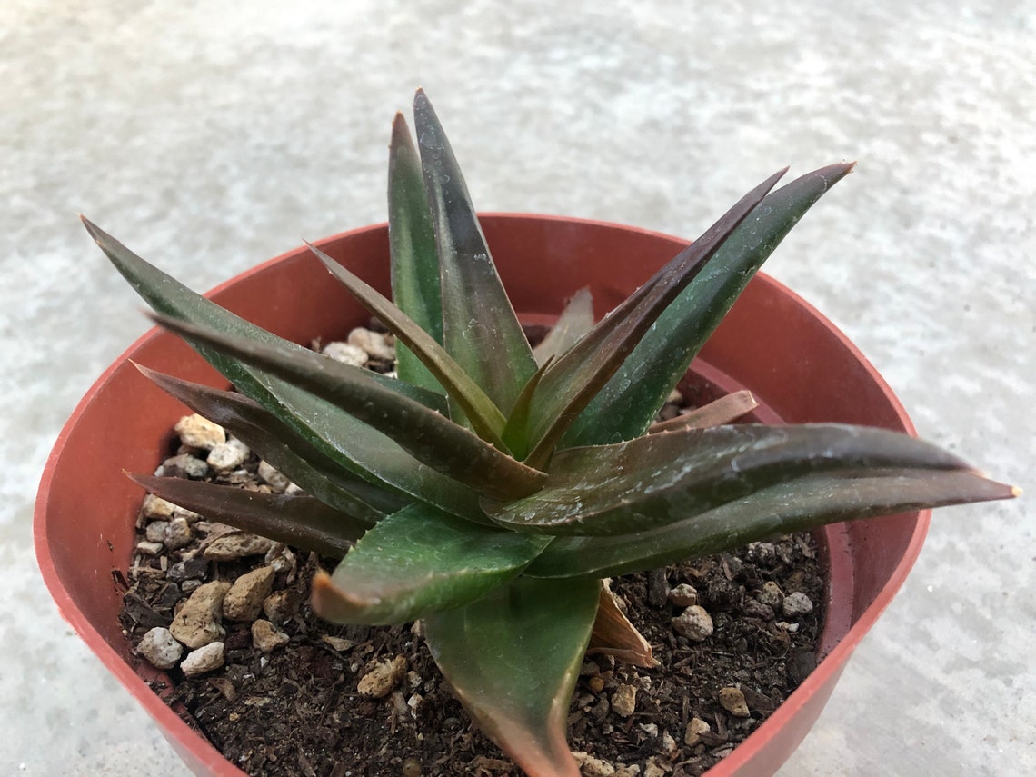 Alworthia Black Gem / Aloe Black Gem Etsy