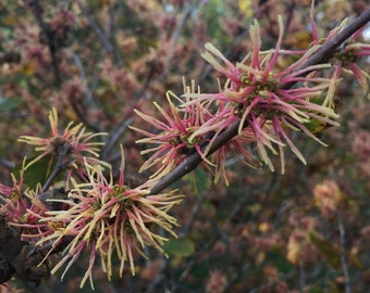 5 MOHONK RED WITCH HAZEL SEEDS Hamamelis virginiana /'Mohonk Red/'