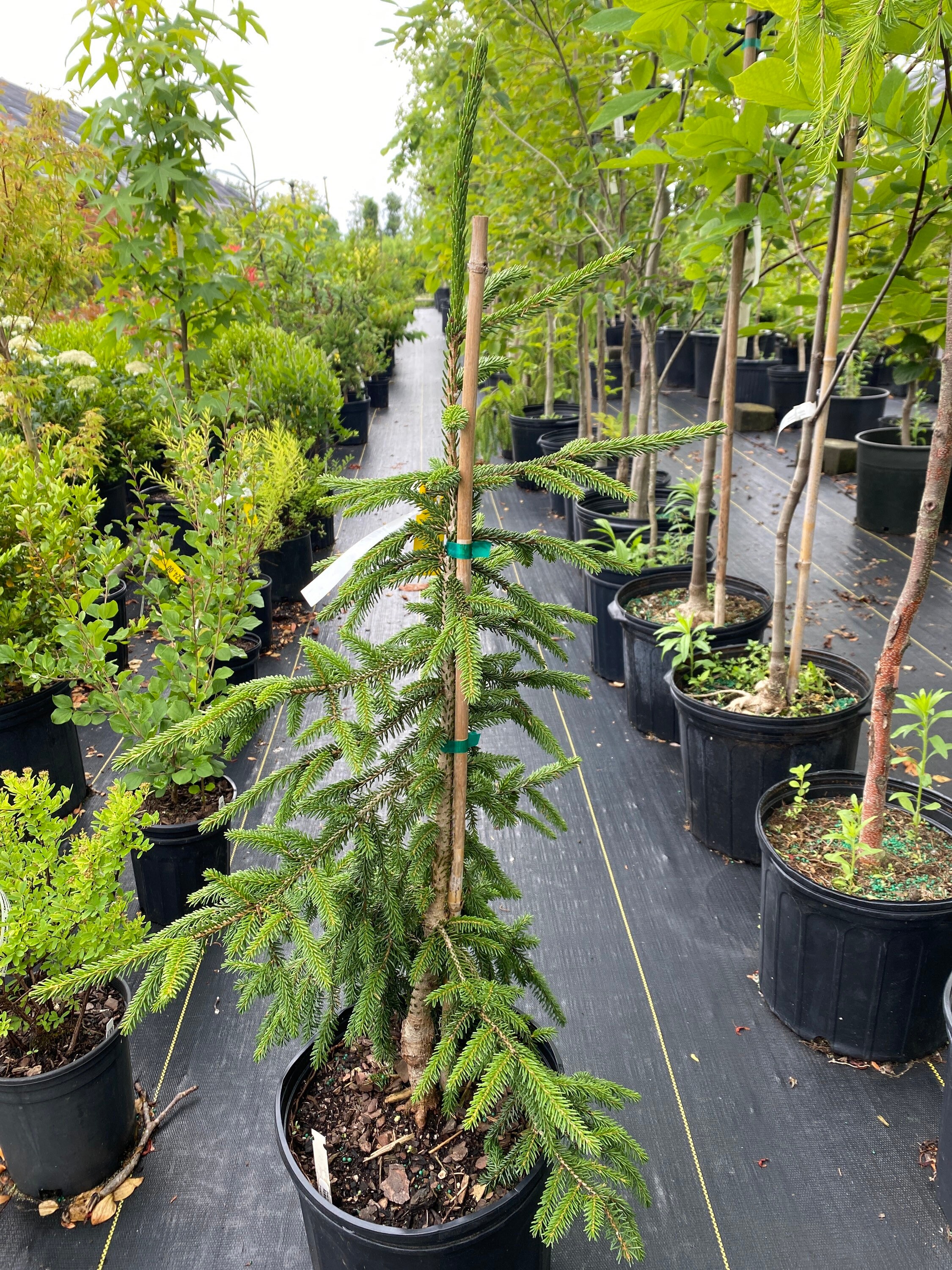 Picea Orientalis 'aureospicata' Live Plant 3 - Etsy