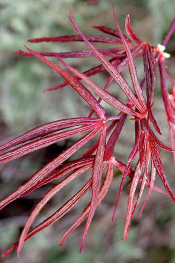 Acer Palmatum 'hubb's Red Willow' Japanese Maple Etsy Finland