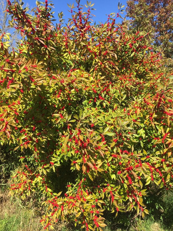 Ilex Verticillata 'winter Red'- Winterberry - 1 Gallon Pot Size