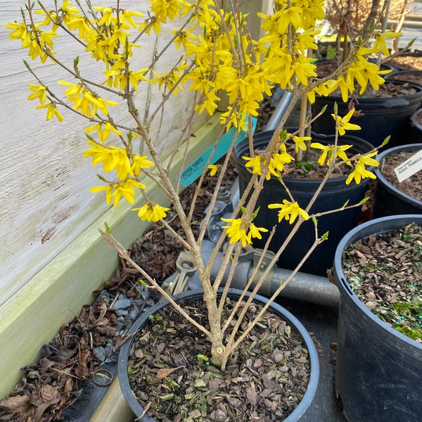 Sunrise Forsythia - Forsythia ovata - Live Plant - 12" Tall - 2 Gallon Pot