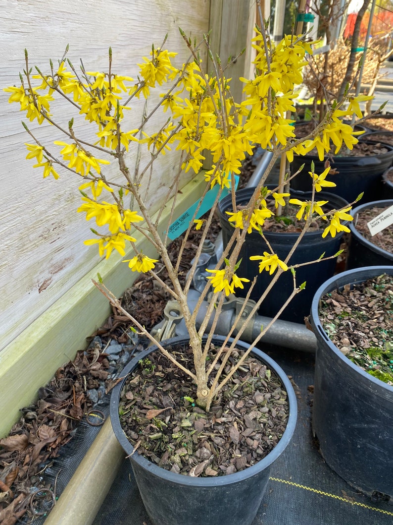 Sunrise Forsythia Forsythia ovata Live Plant 12 Tall 2 Gallon Pot image 1