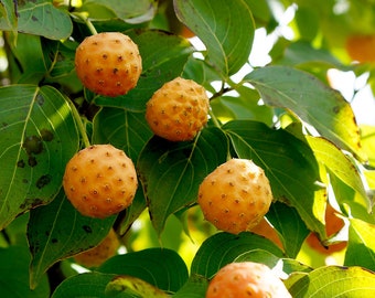 Cornus kousa 'Mandarin Jewel' - Orange Fruit Dogwood - Live Plant - 24” Tall - Ships Bare Root