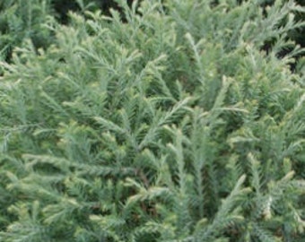 Thuja occidentalis 'Linesville' - Dwarf Arborvitae - Live Plant - Quart Pot Size