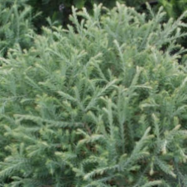 Thuja occidentalis 'Linesville' - Dwarf Arborvitae - Live Plant - Quart Pot Size