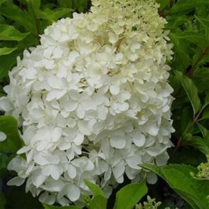 Hydrangea paniculata &#39;Phantom&#39; - 1 Gallon Pot